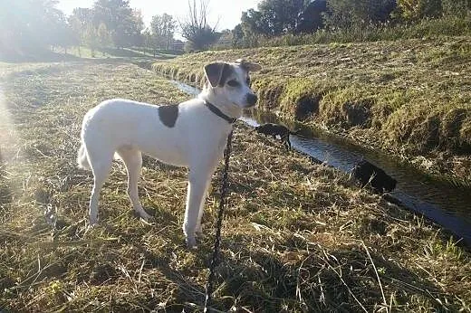 Biały - idealny pies - do adopcji,  mazowieckie Wa