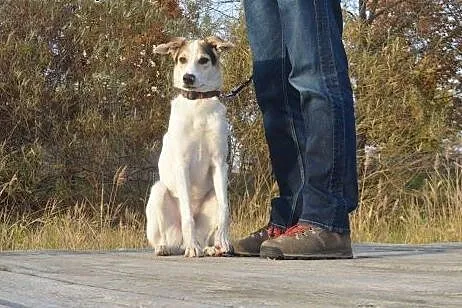 Biały - idealny pies - do adopcji,  mazowieckie Wa
