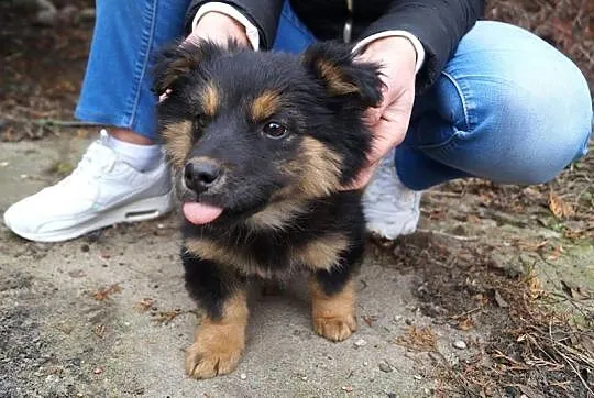 Kacper, bestialsko porzucony SZCZENIAK szuka domu!