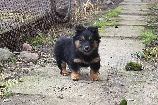 Kacper, bestialsko porzucony SZCZENIAK szuka domu!