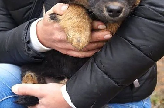 Kacper, bestialsko porzucony SZCZENIAK szuka domu!