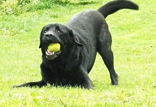Grand - labrador z temperamentem, małopolskie Kra