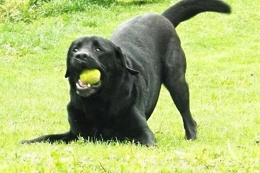Grand - labrador z temperamentem,  małopolskie Kra