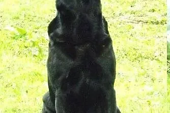 Grand - labrador z temperamentem,  małopolskie Kra