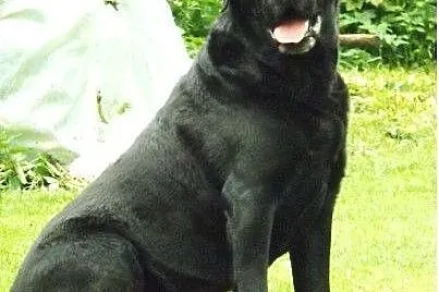 Grand - labrador z temperamentem,  małopolskie Kra
