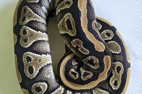 Wąż pyton królewski, python regius samica