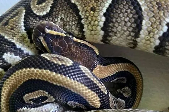 Wąż pyton królewski, python regius samica, Dolnośląskie, Wrocław