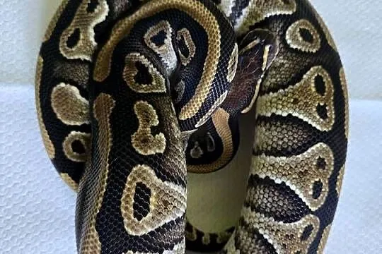 Wąż pyton królewski, python regius samica, Dolnośląskie, Wrocław