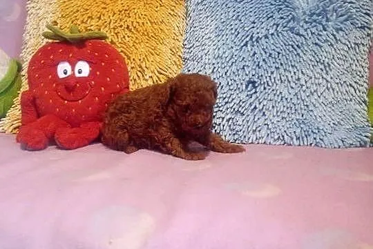 PUDELEK toy Red suczka, Opolskie, Opole