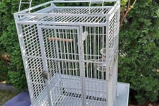 Aleksandretty Nimfy Nierozłączki Faliste Duza klatka, Wielkopolskie, Złotów