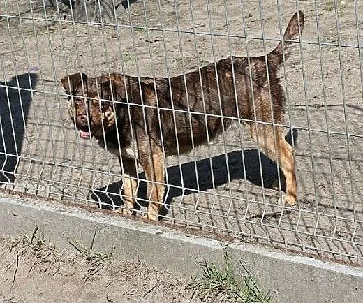 Czekaladowa iskierka radości - BAMBI szuka domu,