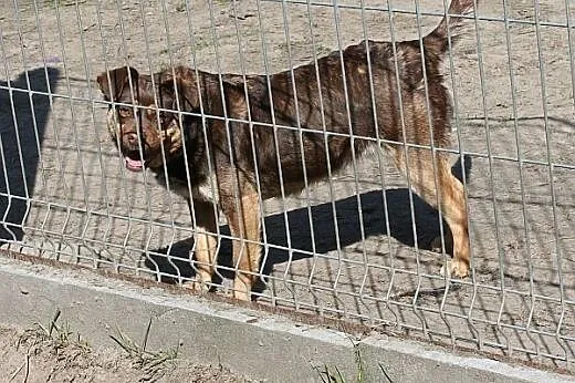 Czekaladowa iskierka radości - BAMBI szuka domu,  