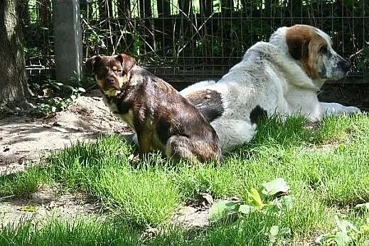 Czekaladowa iskierka radości - BAMBI szuka domu,  