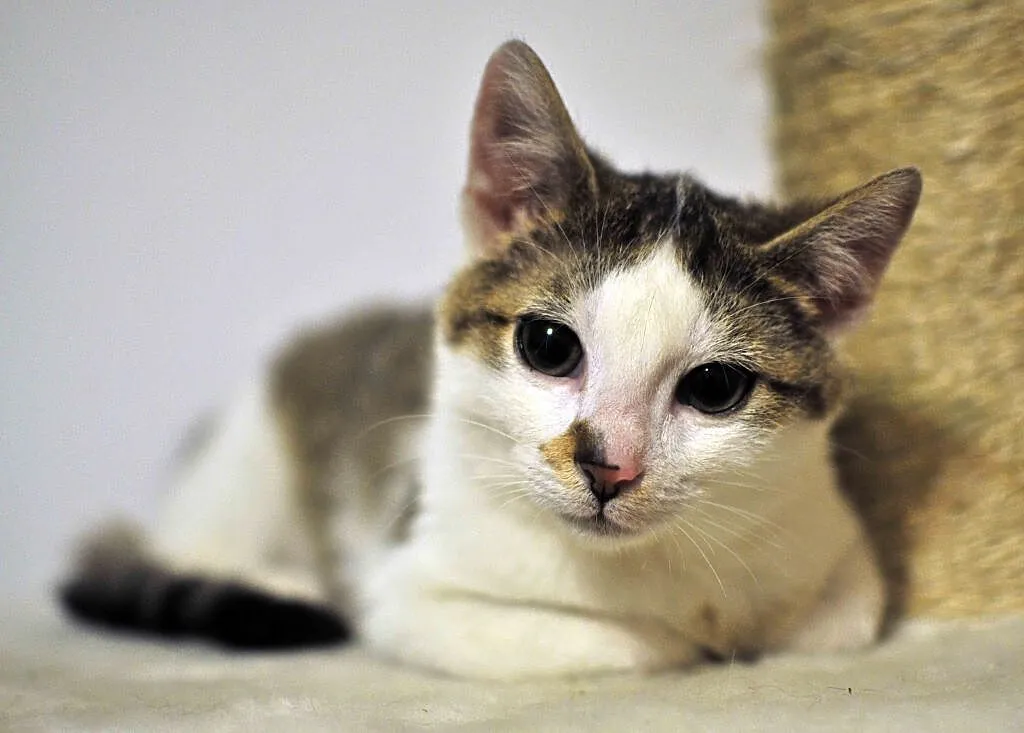3 miesięczne kociaki Jagna i Antek do adopcji !