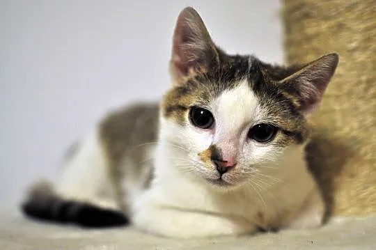 3 miesięczne kociaki Jagna i Antek do adopcji !