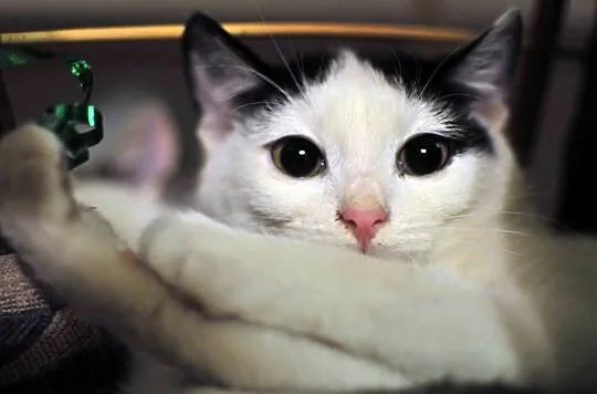 3 miesięczne kociaki Jagna i Antek do adopcji !