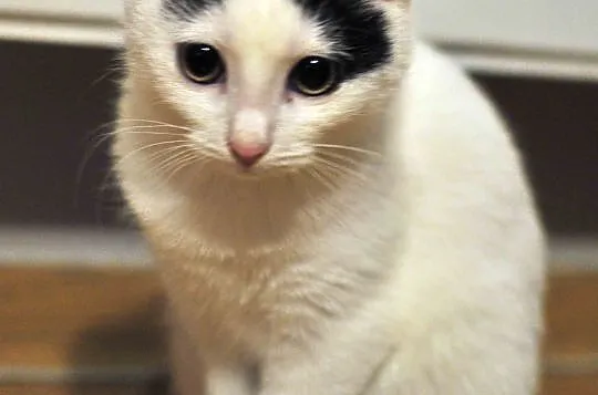 3 miesięczne kociaki Jagna i Antek do adopcji !