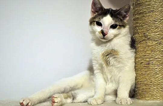 3 miesięczne kociaki Jagna i Antek do adopcji !
