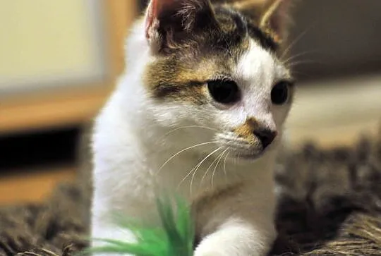 3 miesięczne kociaki Jagna i Antek do adopcji !