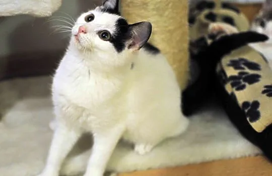 3 miesięczne kociaki Jagna i Antek do adopcji !