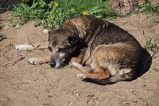 Rufik nie wie co to znaczy być kochanym odmień jego los daj mu wspaniały domek, Małopolskie, Kraków