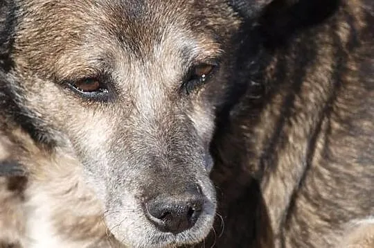 Rufik nie wie co to znaczy być kochanym odmień jego los daj mu wspaniały domek, Małopolskie, Kraków