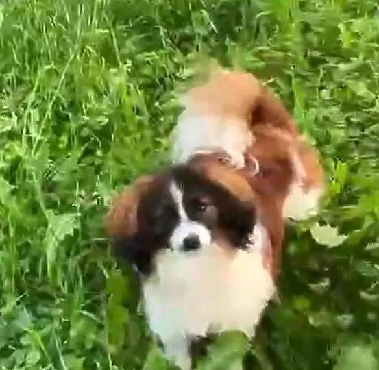 Spaniel kontynentalny miniaturowy, phalene, nie papillon, Śląskie, Rudzica