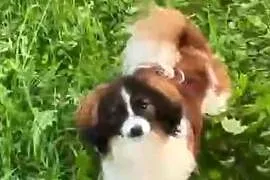 Spaniel kontynentalny miniaturowy, phalene, nie papillon