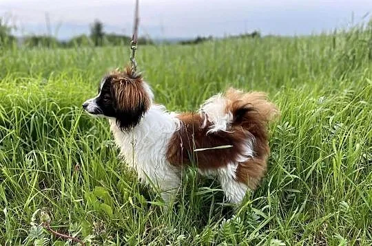 Spaniel kontynentalny miniaturowy, phalene, nie papillon, Śląskie, Rudzica