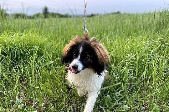 Spaniel kontynentalny miniaturowy, phalene, nie papillon, Śląskie, Rudzica