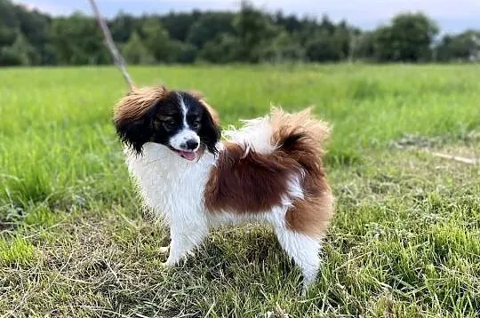 Spaniel kontynentalny miniaturowy, phalene, nie papillon, Śląskie, Rudzica