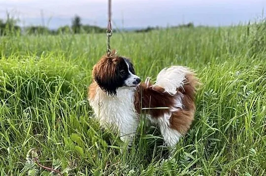 Spaniel kontynentalny miniaturowy, phalene, nie papillon, Śląskie, Rudzica