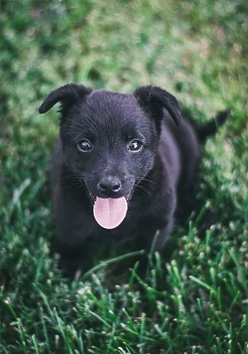 MAMBA - 5 tyg. MALEŃKA suczka do ADOPCJI - 100% BL