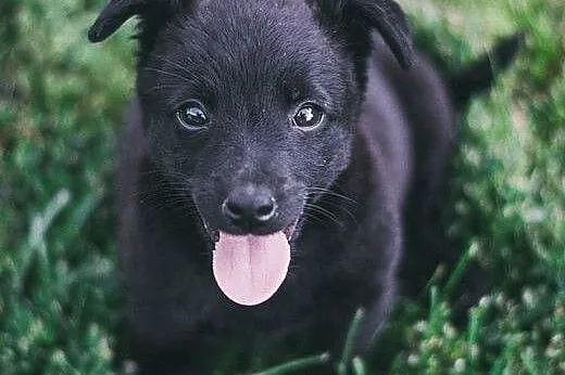 MAMBA - 5 tyg. MALEŃKA suczka do ADOPCJI - 100% BL