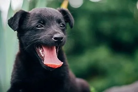 MAMBA - 5 tyg. MALEŃKA suczka do ADOPCJI - 100% BL