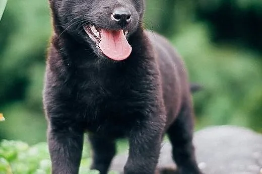 MAMBA - 5 tyg. MALEŃKA suczka do ADOPCJI - 100% BL