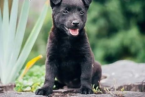 MAMBA - 5 tyg. MALEŃKA suczka do ADOPCJI - 100% BL
