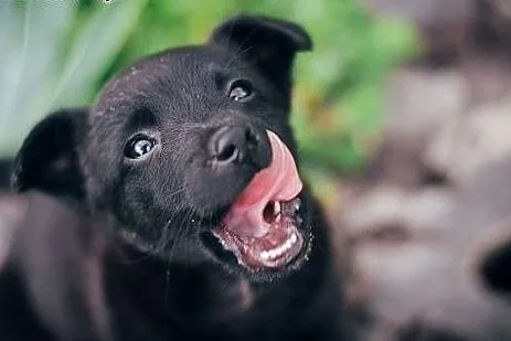 MAMBA - 5 tyg. MALEŃKA suczka do ADOPCJI - 100% BL