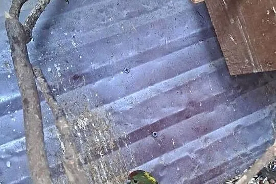Witam sprzedam papugę młodą, Małopolskie, Wawrzeńczyce