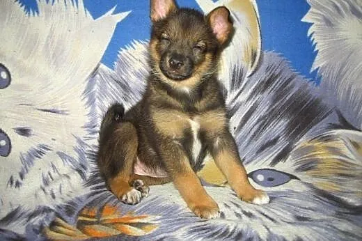 Malenka Myszka 9-10 tyg.adopcja!!,  świętokrzyskie Kielce