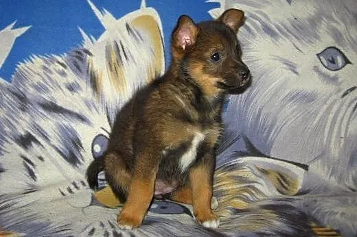 Malenka Myszka 9-10 tyg.adopcja!!,  świętokrzyskie