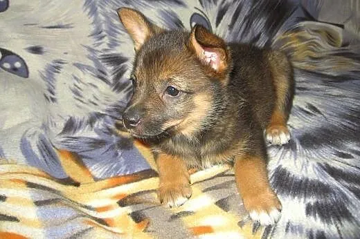 Malenka Myszka 9-10 tyg.adopcja!!,  świętokrzyskie