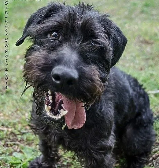 Szagi - mieszaniec sznaucera i pudla szuka domu,