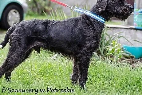 Szagi - mieszaniec sznaucera i pudla szuka domu,  