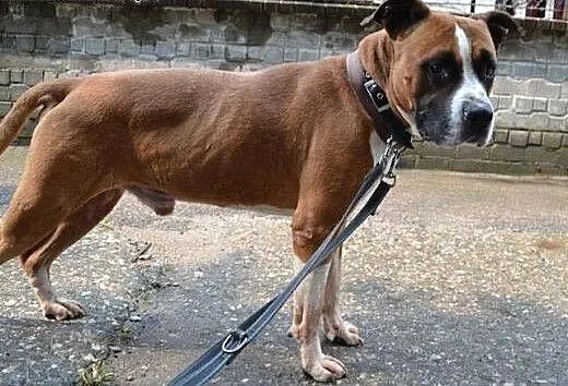 TURBO przyjazny amstaff do adopcji, dolnośląskie