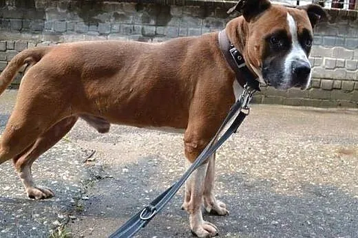 TURBO przyjazny amstaff do adopcji, dolnośląskie Wrocław