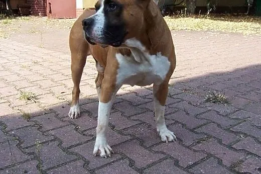 TURBO przyjazny amstaff do adopcji,  dolnośląskie 