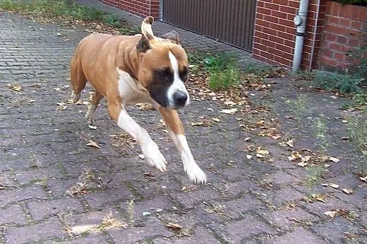 TURBO przyjazny amstaff do adopcji,  dolnośląskie 