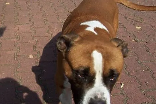TURBO przyjazny amstaff do adopcji,  dolnośląskie 