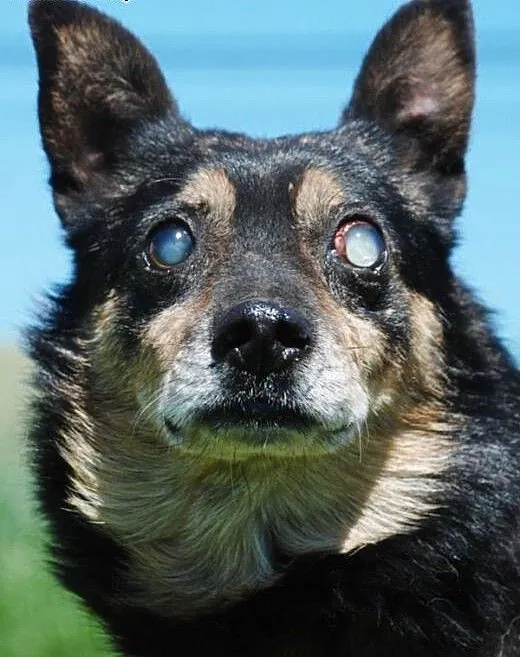 Kochany, malutki, niewidomy psiak ADOPCJA, małopo